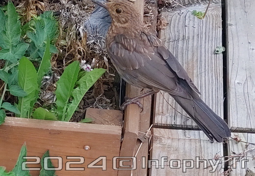 l'Oiseau dans le jardin