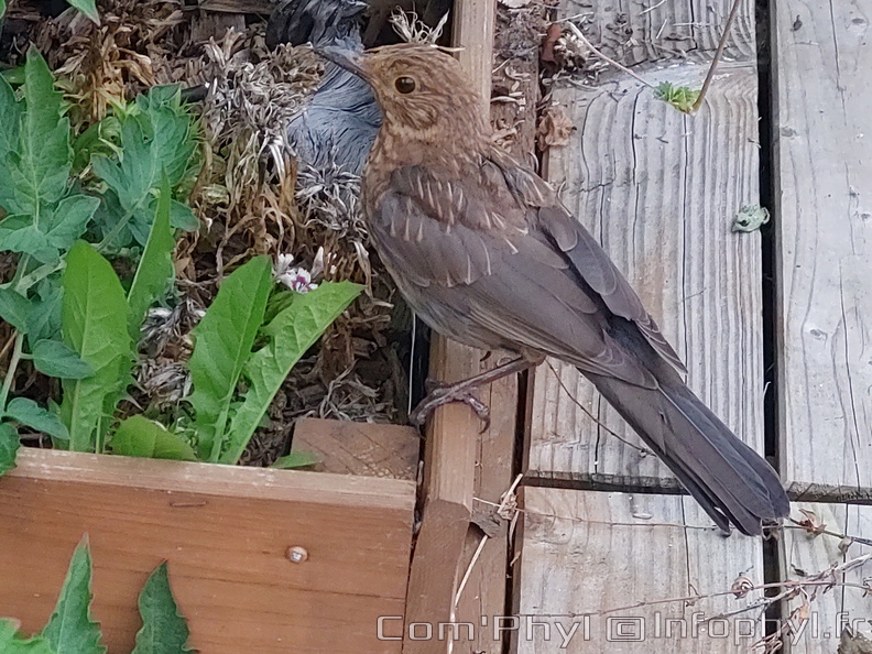 l'Oiseau dans le jardin