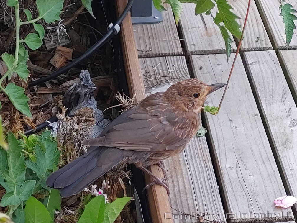 Pdj : 15 août 2023 - Merle 