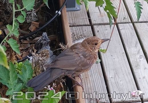 Pdj : 15 août 2023 - Merle 