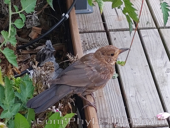 Pdj : 15 août 2023 - Merle 