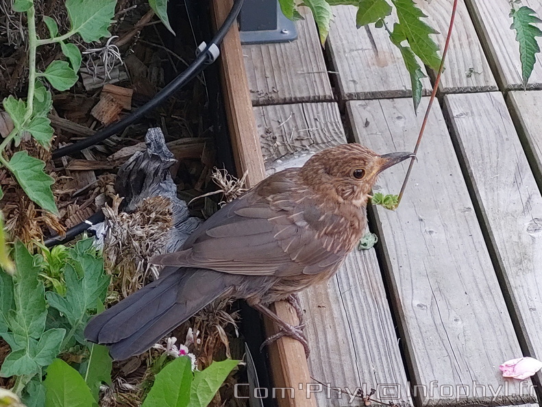 Pdj : 15 août 2023 - Merle 