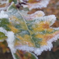 Feuille givrée