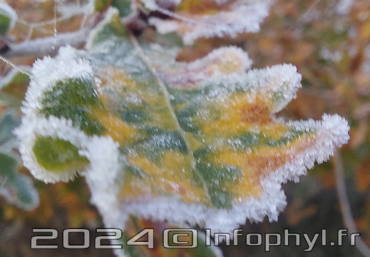 Feuille givrée