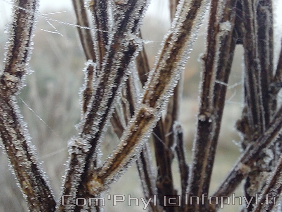 Branche givrée