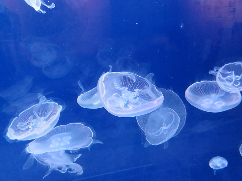 Méduse - Aquarium du Croisic