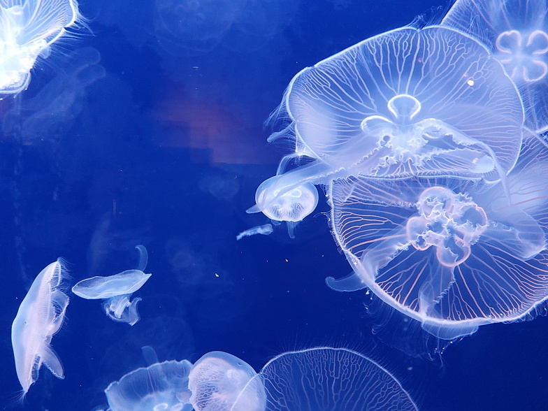 Méduse - Aquarium du Croisic
