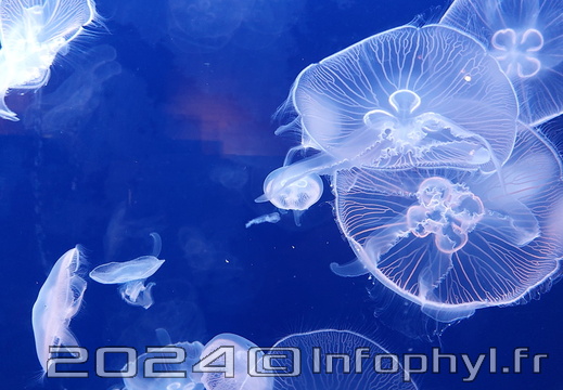 Méduse - Aquarium du Croisic