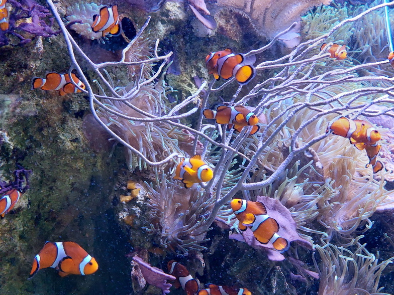 Poisson clown - Aquarium du Croisic