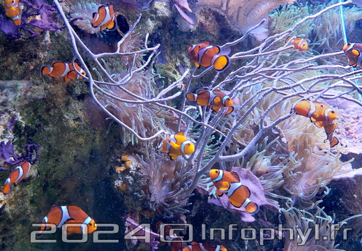 Poisson clown - Aquarium du Croisic