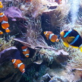 Poisson clown - Aquarium du Croisic