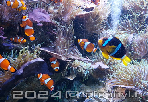 Poisson clown - Aquarium du Croisic