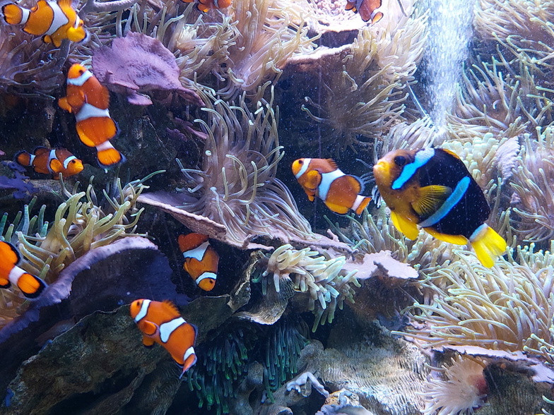 Poisson clown - Aquarium du Croisic