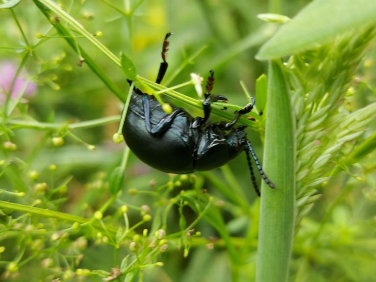 Petit scarabée dans l'herbes