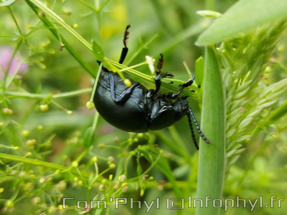 Petit scarabée dans l'herbes