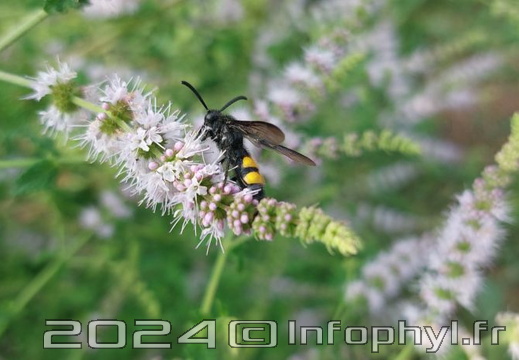 Insecte sur une fleur