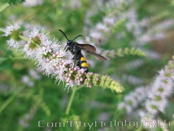 Insecte sur une fleur