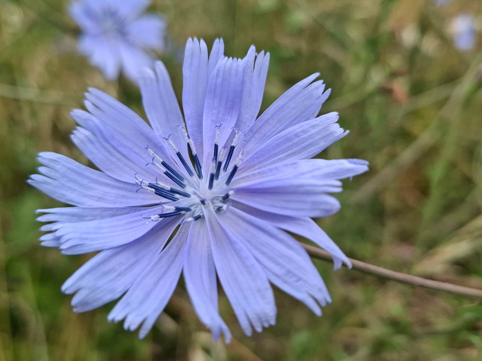 Chicorée à rameaux - Fleur bleu