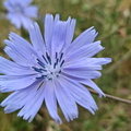 Chicorée à rameaux - Fleur bleu