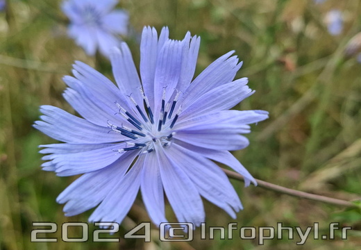 Chicorée à rameaux - Fleur bleu