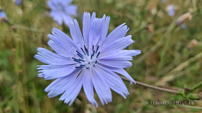 Chicorée à rameaux - Fleur bleu.JPEG