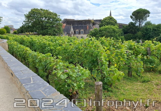 ChateauAngers-2024-23