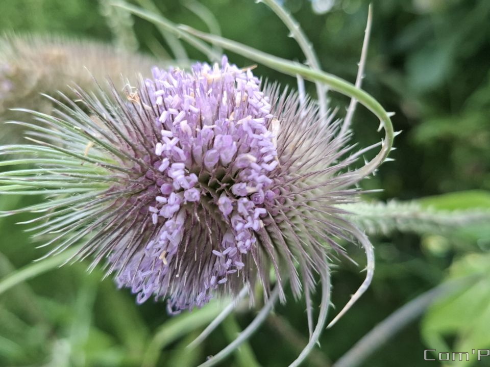 Cabaret des oiseaux - 02