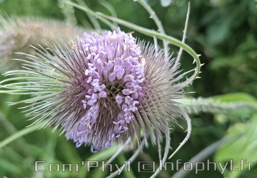 Cabaret des oiseaux - 02