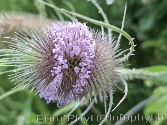 Cabaret des oiseaux - 02