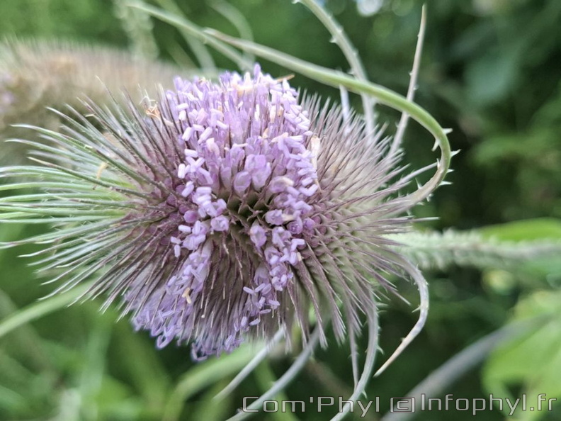 Cabaret des oiseaux - 02