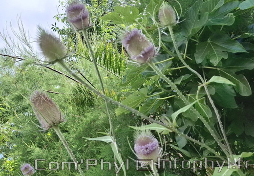 Cabaret des oiseaux - 01