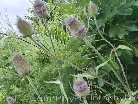 Cabaret des oiseaux - 01