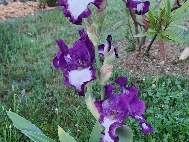 Iris - mauve