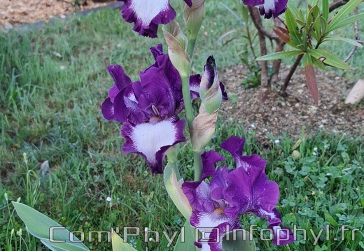 Iris - mauve
