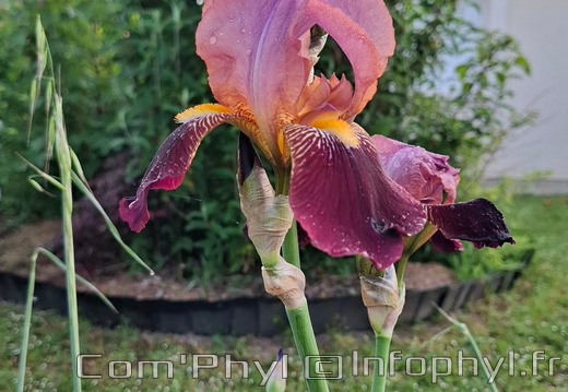 Plante-Iris-purpre.jpg compressed