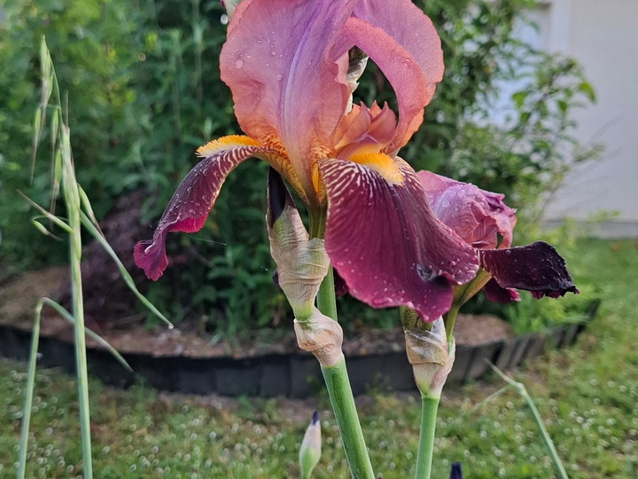 Plante-Iris-purpre.jpg compressed