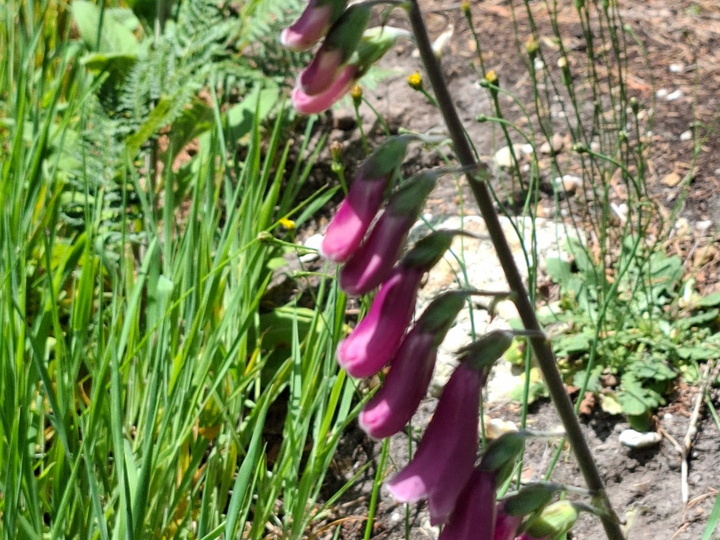 Digitalis purpurea L