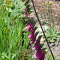 Digitalis purpurea L