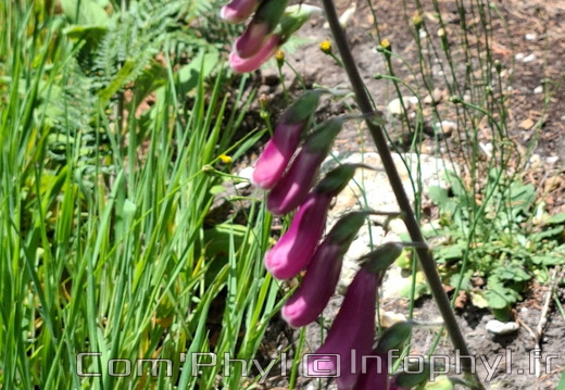 Digitalis purpurea L