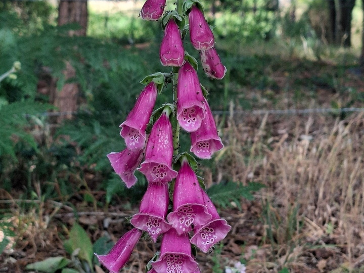 Digitalis purpurea L.