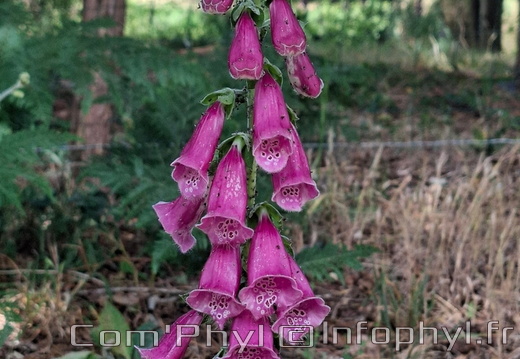 Digitalis purpurea L.