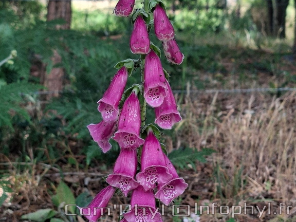 Digitalis purpurea L.