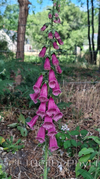 Plante-digitalis-purpurea-L.jpg_compressed.JPEG