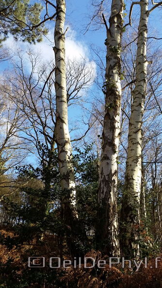 BouleauSoucelles3-03.jpg