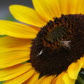 Tournesol.2024-05.jpg