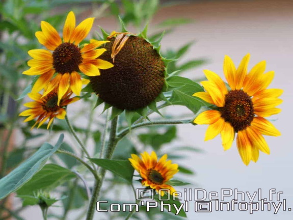 Les tournesols