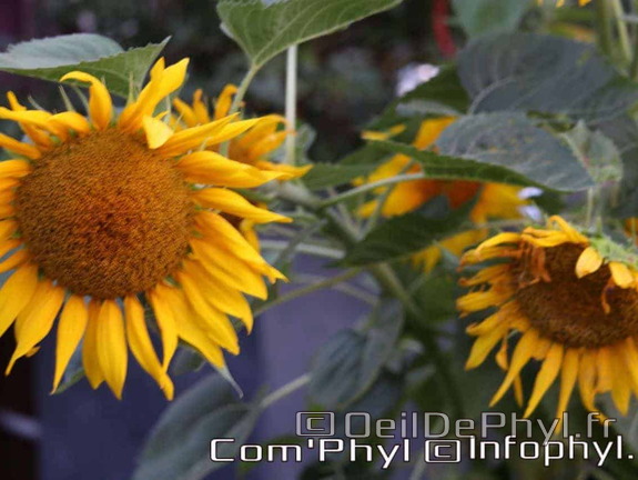 Les tournesols