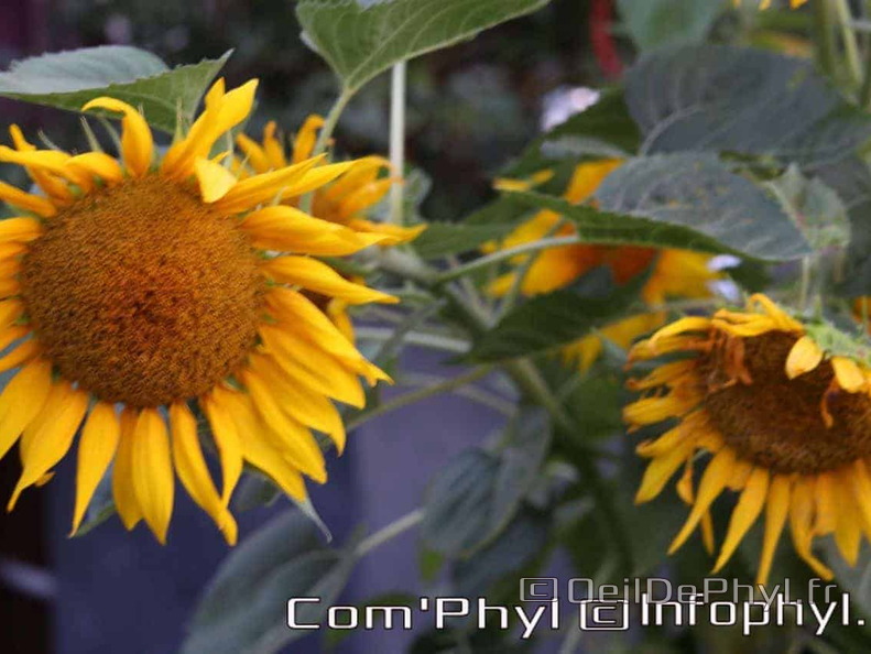 Les tournesols