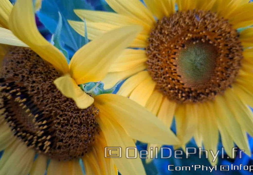Les tournesols