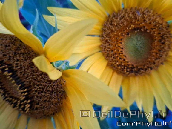 Les tournesols